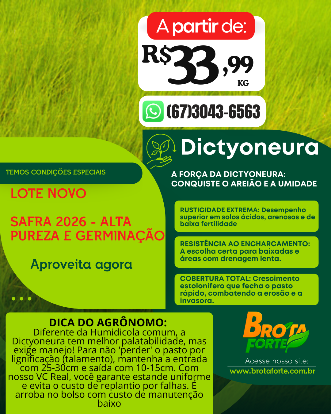 Promoção Dictyoneura