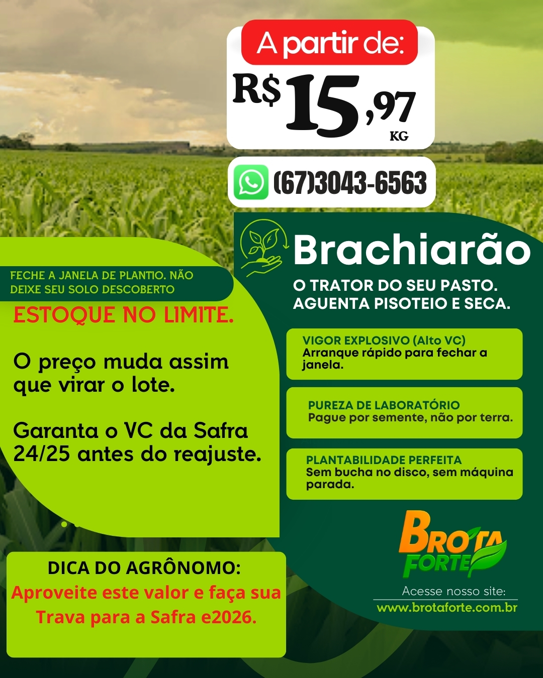 Promoção Brachiarão